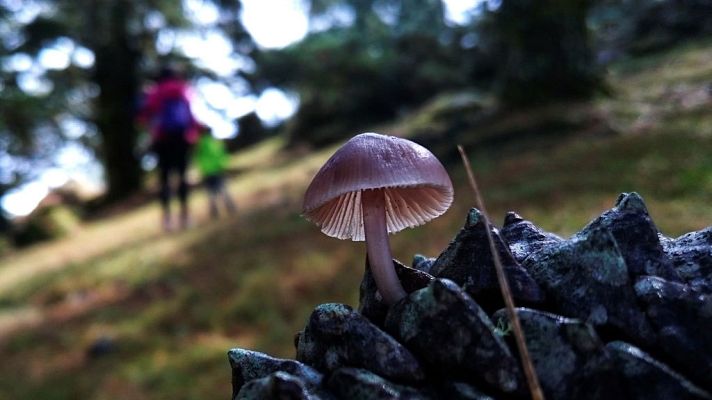 El tiempo - Tiempo estable con cielos pocos nubosos o  despejados