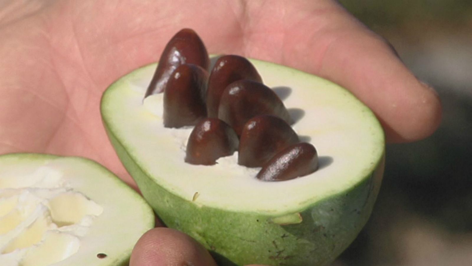 Pawpaw y otras frutas misteriosas