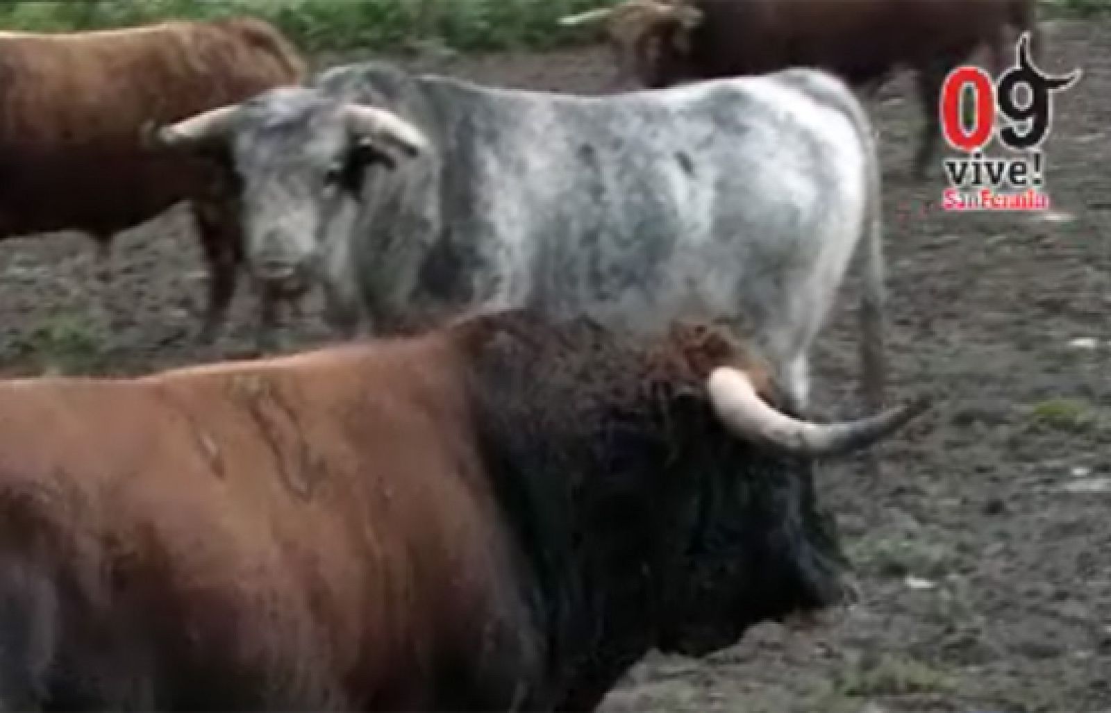 Toros de Cebado Gago corren este segundo encierro de San Fermín, unas reses que tienen fama de originar carreras muy peligrosas.