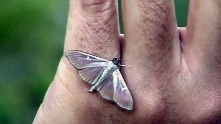 Telediario 1 - Una plaga de polillas nocturnas llega a Pamplona tras afectar a parte del Pirineo navarro y catalán