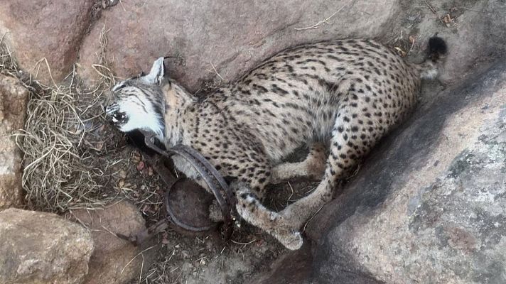 Telediario 1 - Cuatro linces muertos por cazadores en Castilla-La Mancha en lo que va de año