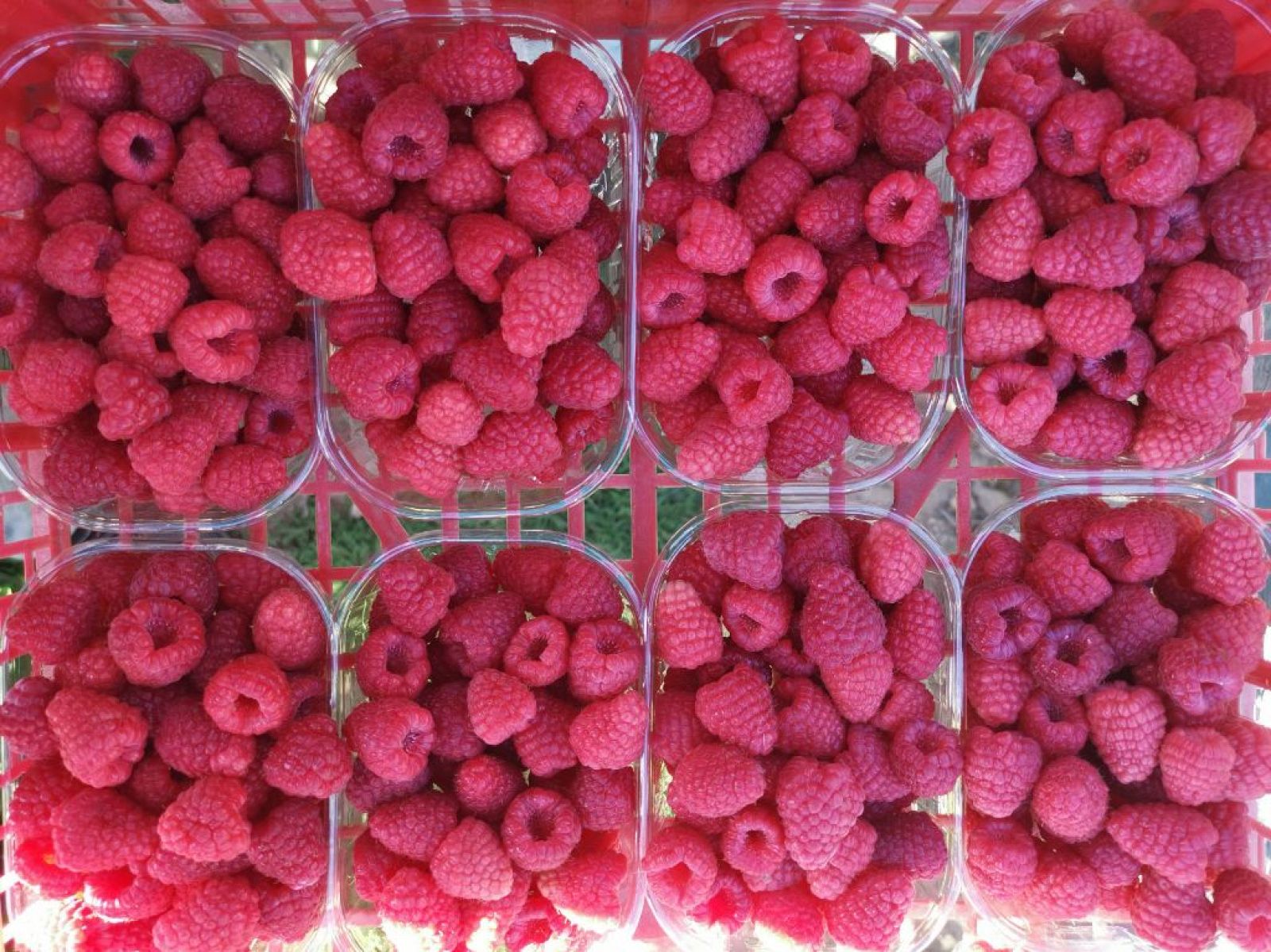 Frambuesas contra la despoblación - España Directo | Ver