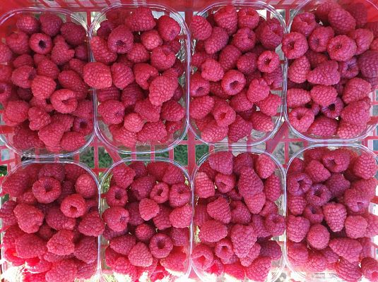 España Directo - Frambuesas contra la despoblación