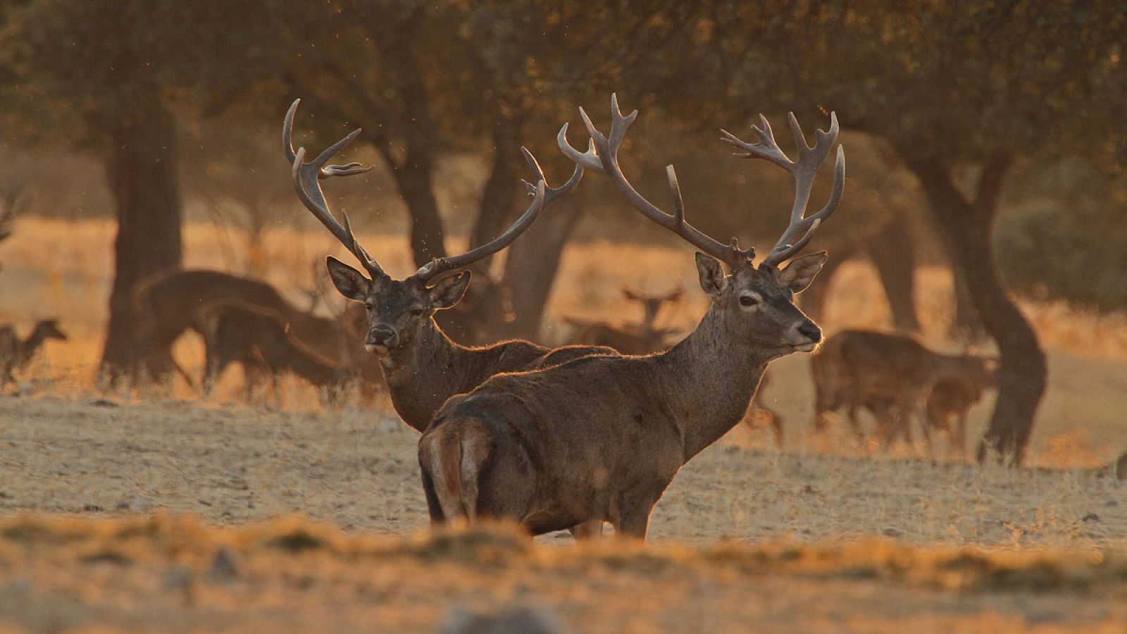 La berrea regresa a Cabañeros - Ver ahora