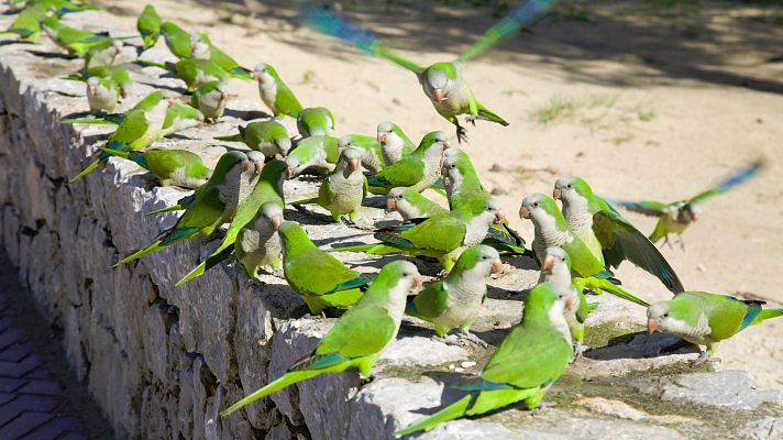 Telediario 1 - Guerra a las cotorras en Madrid