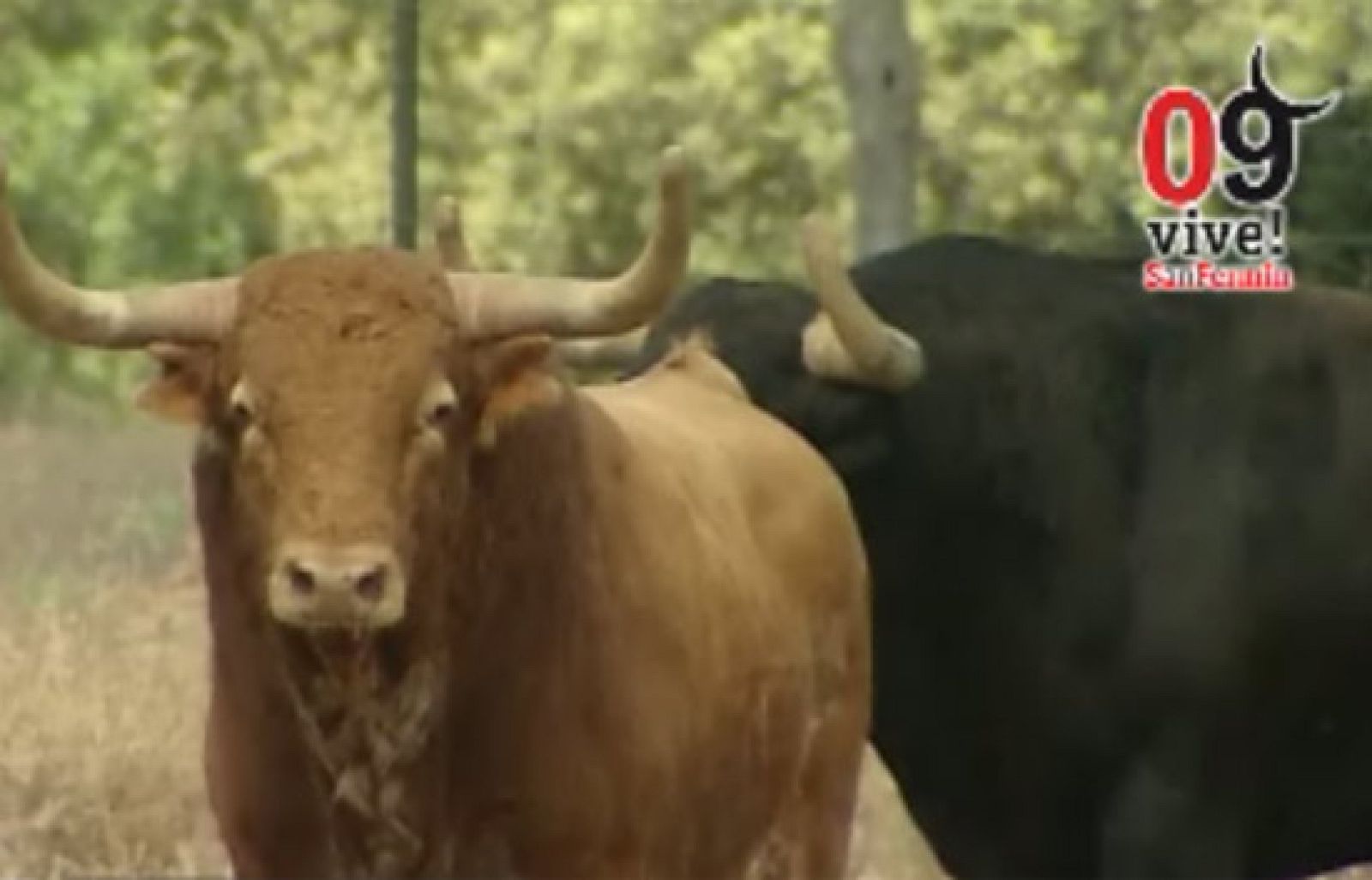 Así son los toros del Ventorrillo