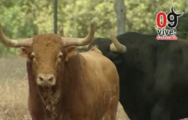 San Fermín - Así son los toros del Ventorrillo