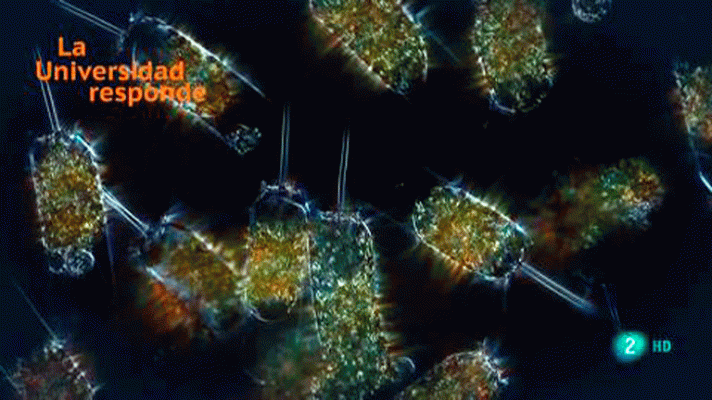 La aventura del Saber - ¿Qué es el fitoplancton?