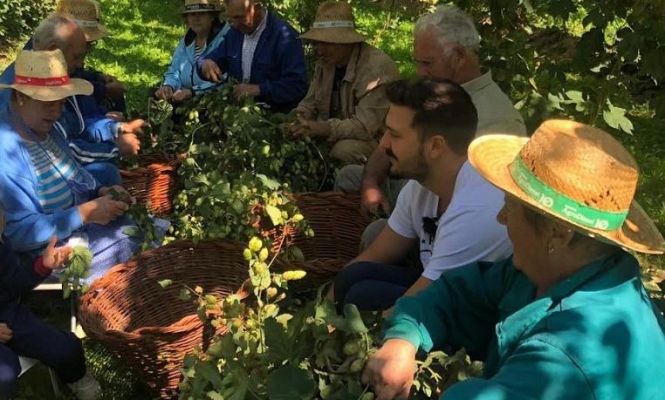 Aquí la Tierra - Cosecha de lúpulo en familia