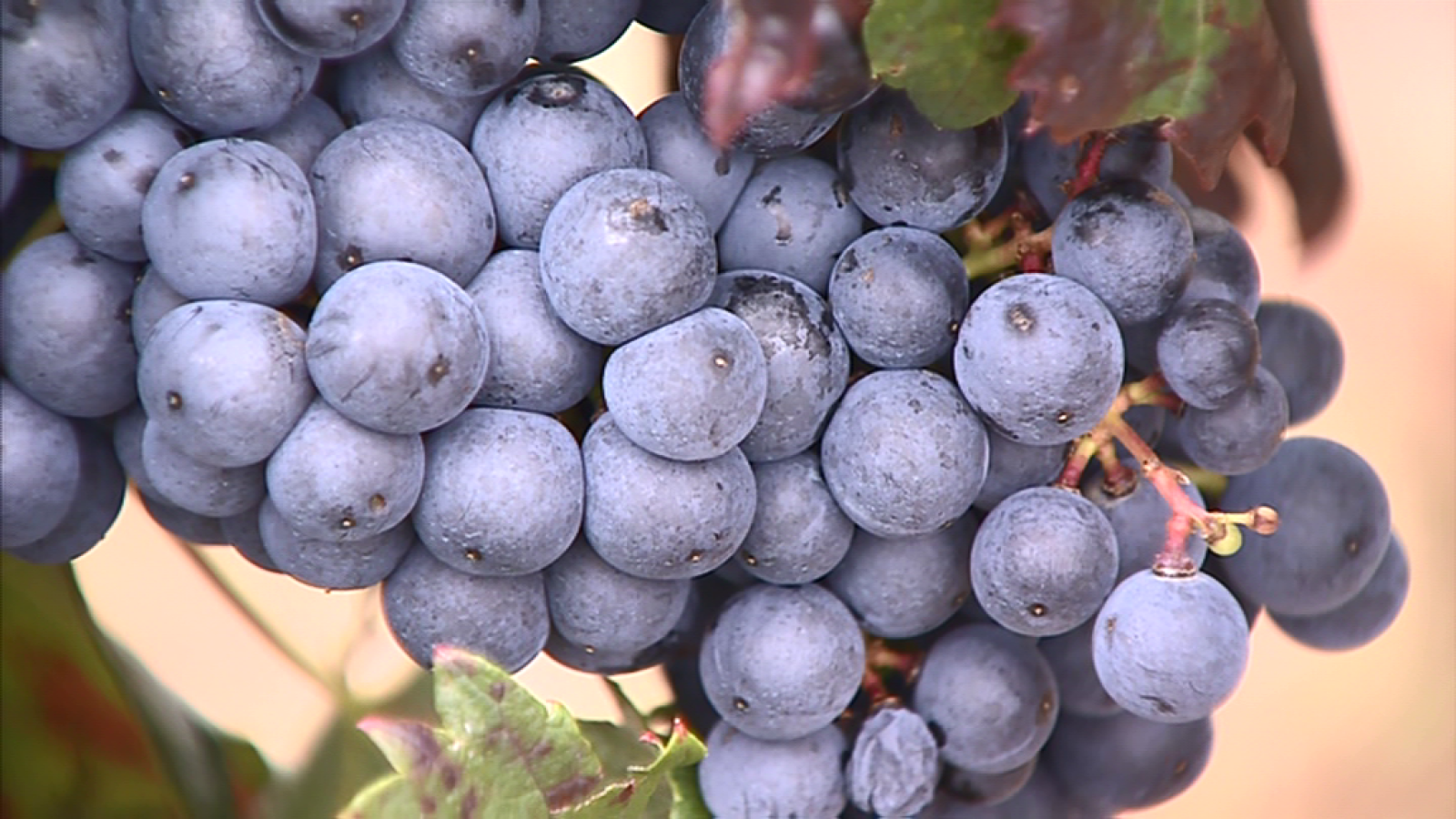 Informativo Telerioja 2 - 17/10/19