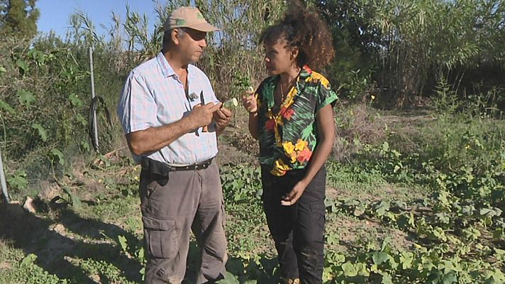Aquí la Tierra - ¿Una esponja de calabaza?