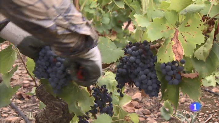 Informativo Telerioja - Informativo Telerioja - 18/10/19