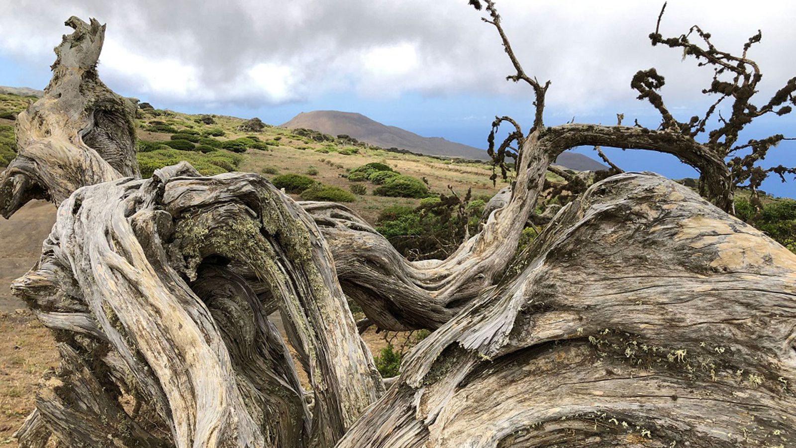 ¡Qué animal! - Cavernícolas - ver ahora