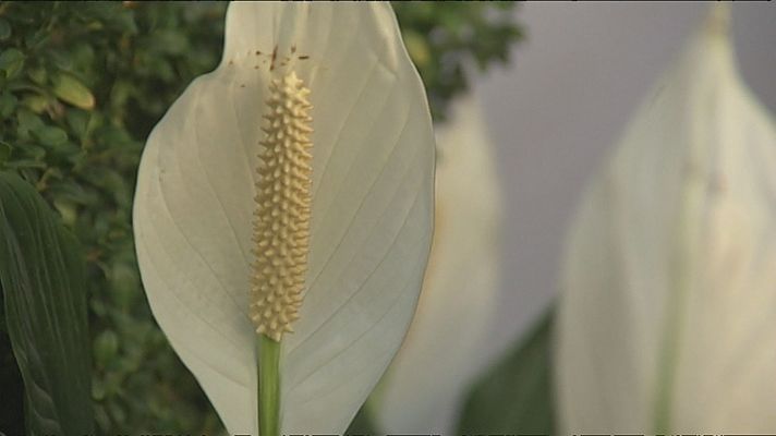 España Directo - Festival Internacional de arte Floral de Córdoba