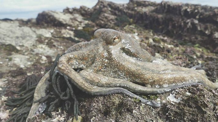 Aquí la Tierra - Carlos Val, pulpeiro de corazón