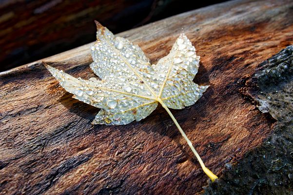 España Directo - Tintes naturales para diseños únicos