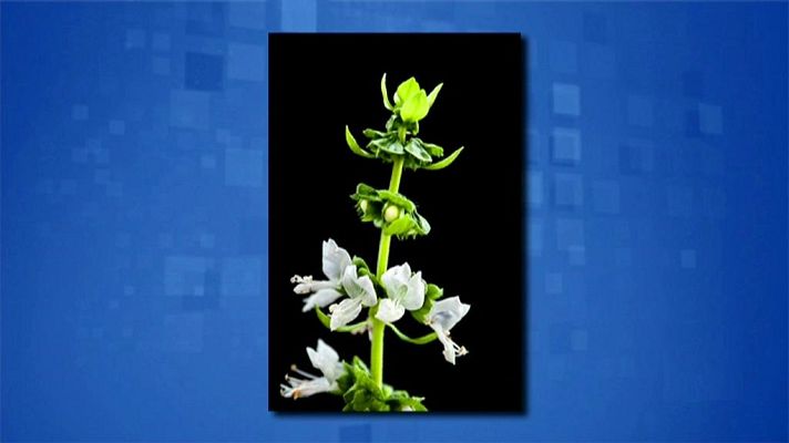 Saber y ganar - Saber y ganar - 25/10/19