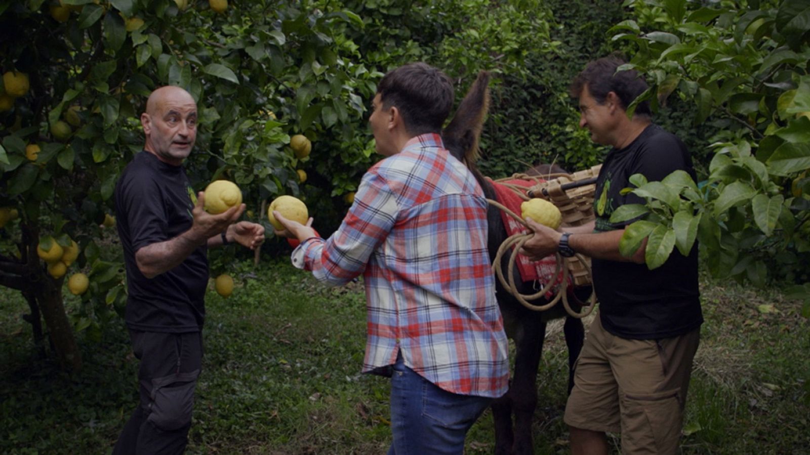 La Paisana - Alfoz de Lloredo - ver ahora