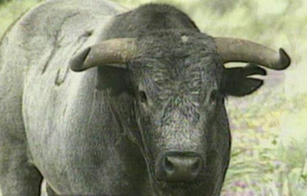 San Fermín - Los miura, una ganadería legendaria