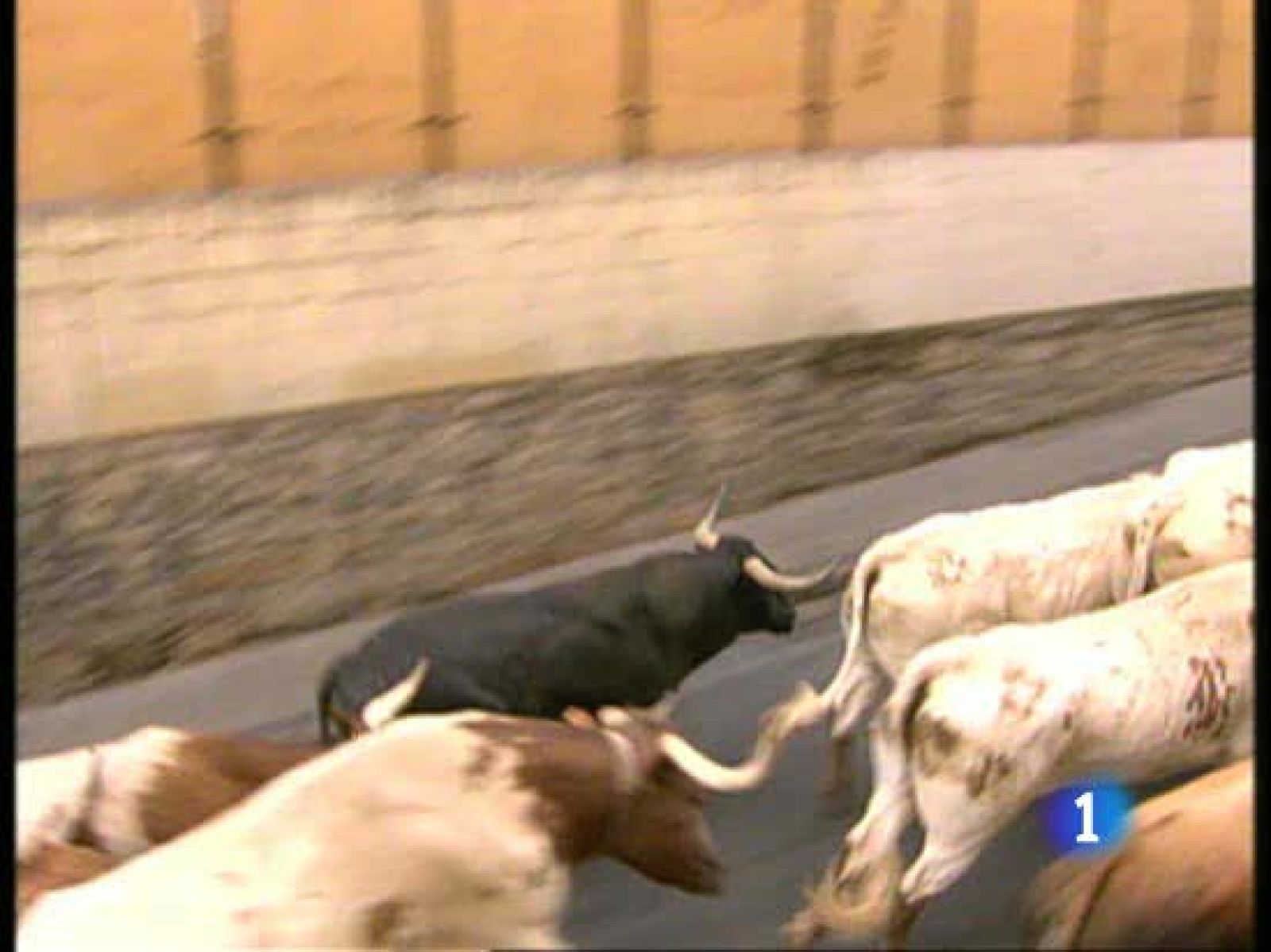 Sexto encierro. Los Miura a su paso por Santo Domingo | Ver