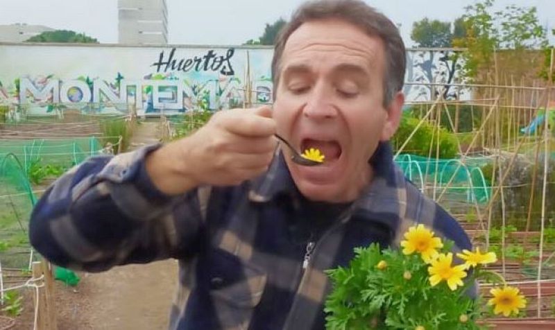 Aquí la tierra - ¡Crisantemos comestibles!