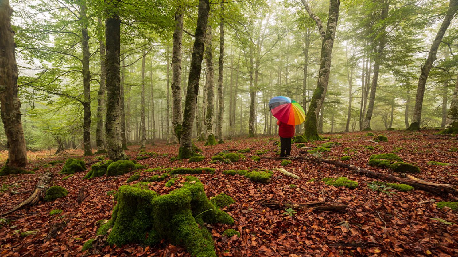 Intervalos de viento fuerte en Canarias, precipitaciones en Guipúzcoa y Navarra - ver ahora