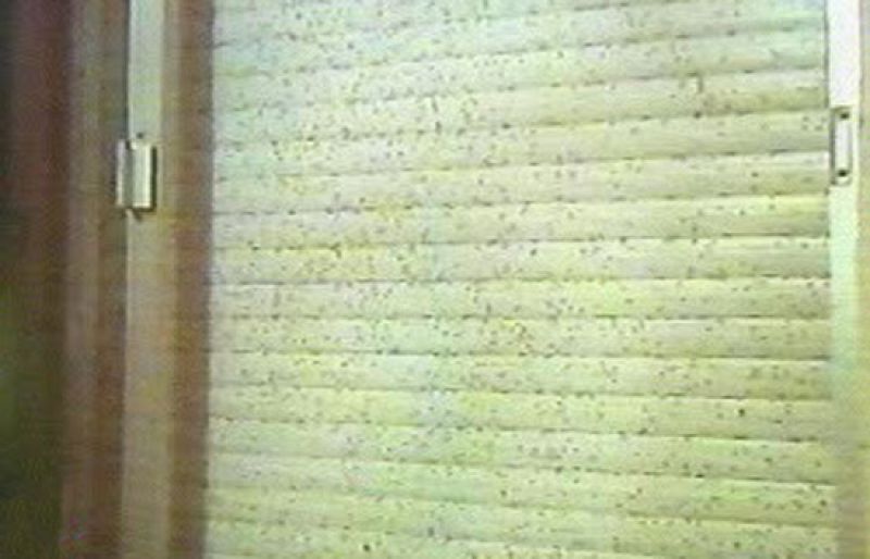 España Directo - Los mosquitos atacan de nuevo