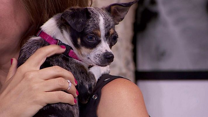 +Cotas - Programa 18