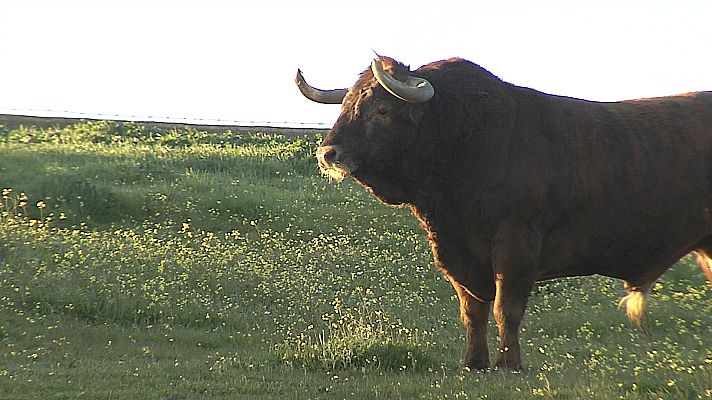 Tendido cero - Tendido Cero - 02/11/19
