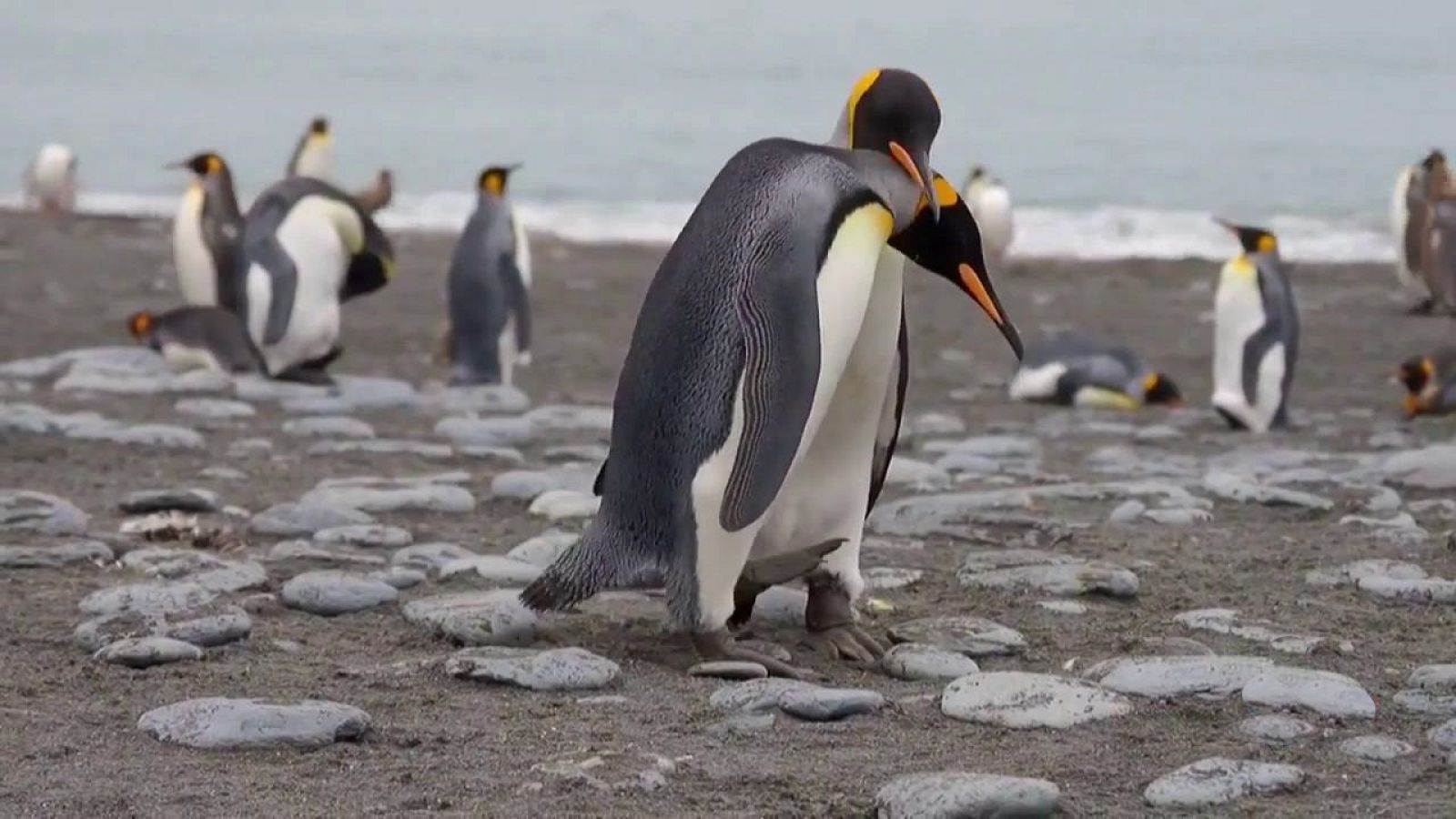 ¡Qué animal! - Seductores - ver ahora