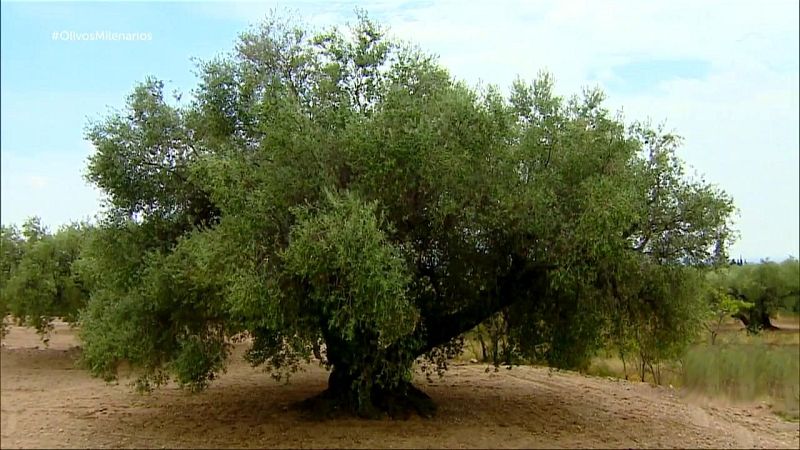 Informe Semanal - Olivos milenarios