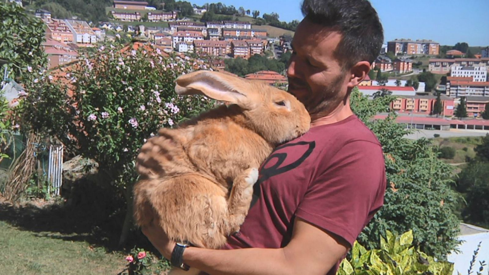 ¡Un conejo gigante!