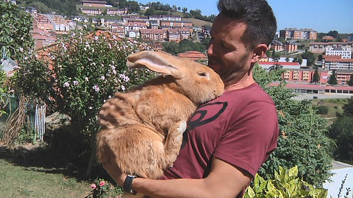Aquí la Tierra - ¡Un conejo gigante!
