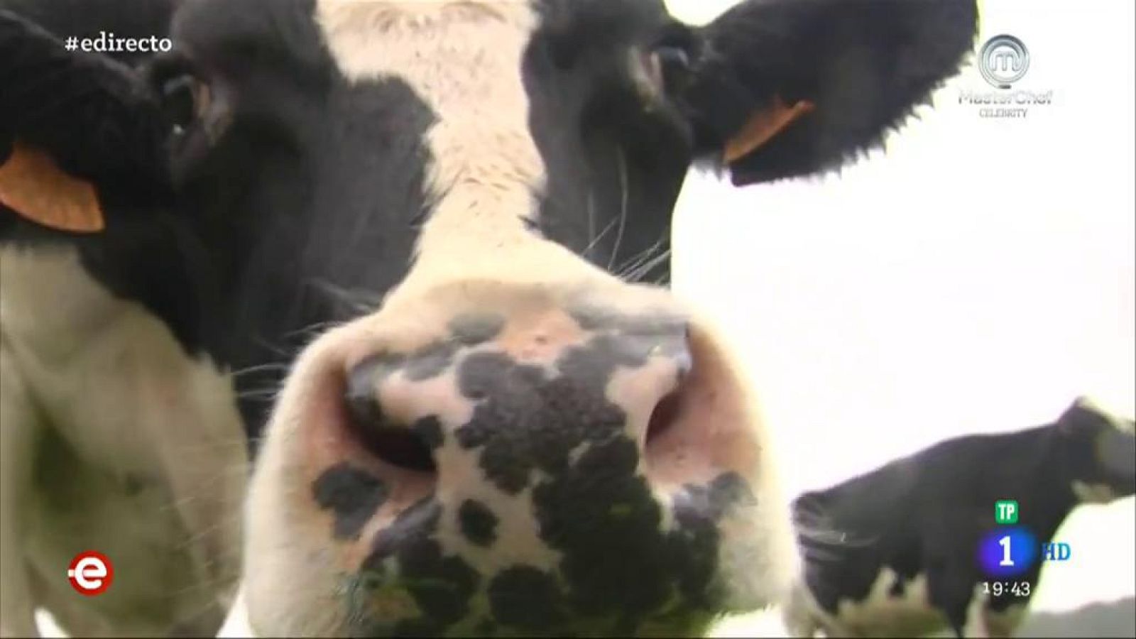 Vacas Felices - España Directo | Ver