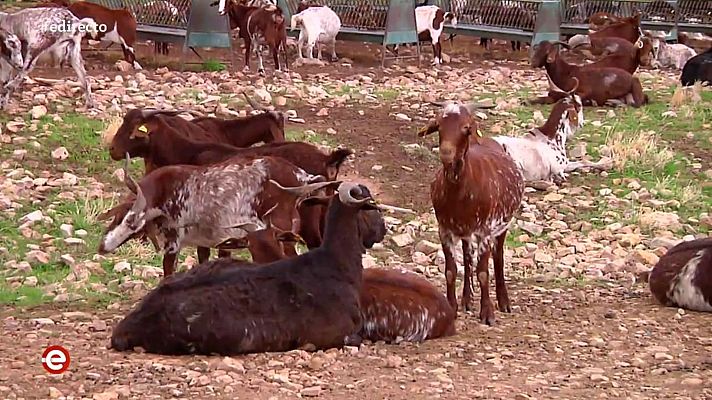 España Directo - España Directo - 07/11/19