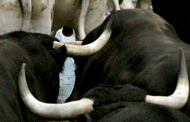 San Fermín - Rápido y emocionante 8º encierro