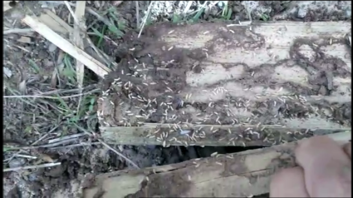 Telecanarias - Telecanarias 2 - 07/11/2019