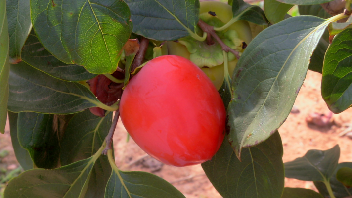 Aquí la Tierra - Visitamos la huerta de Amadeo p