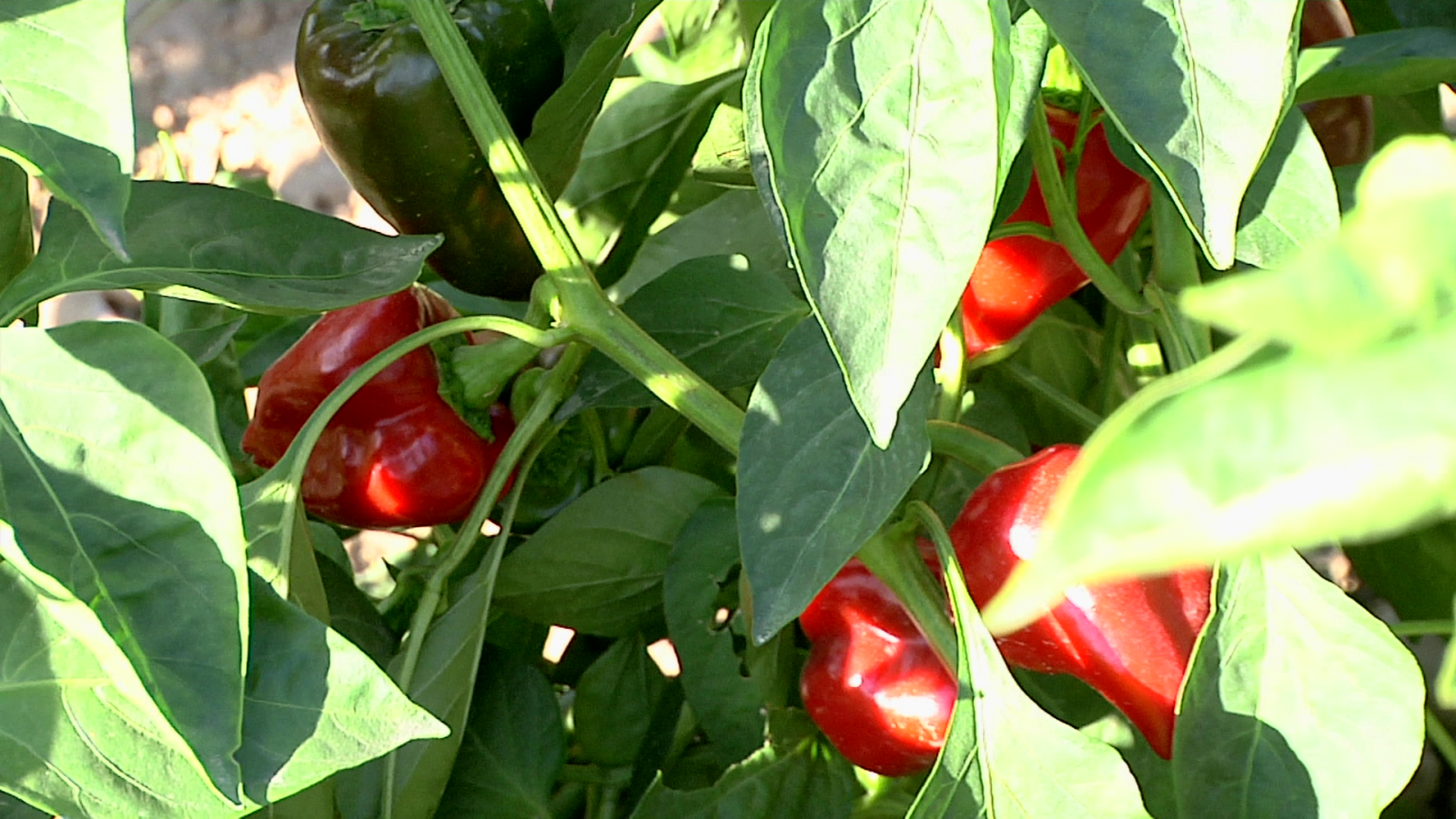 ¿Cómo se elaboran los pimientos del piquillo? - Aquí la Tierra | Ver