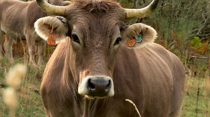 Aquí la Tierra - Los bueyes de los Valles del Esla