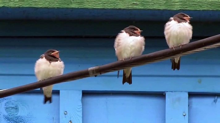 El escarabajo verde - Aves desahuciadas