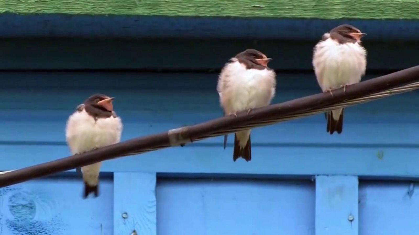 El escarabajo verde - Aves desahuciadas - ver ahora