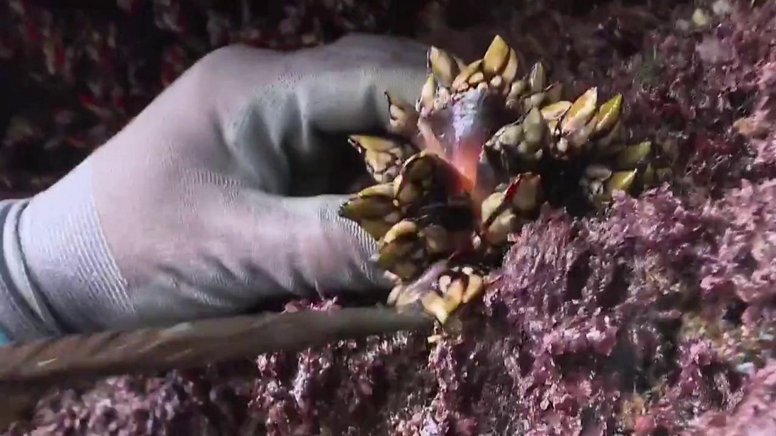 Jara y sedal - De roca en roca - ver ahora