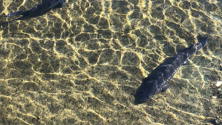 ¡Qué animal! - Fósiles vivientes