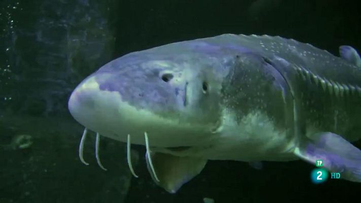 ¡Qué animal! - Fósiles vivientes: El esturión