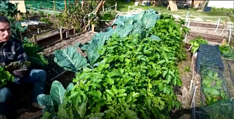 Te enseamos como son las plantas de mostaza | Ver