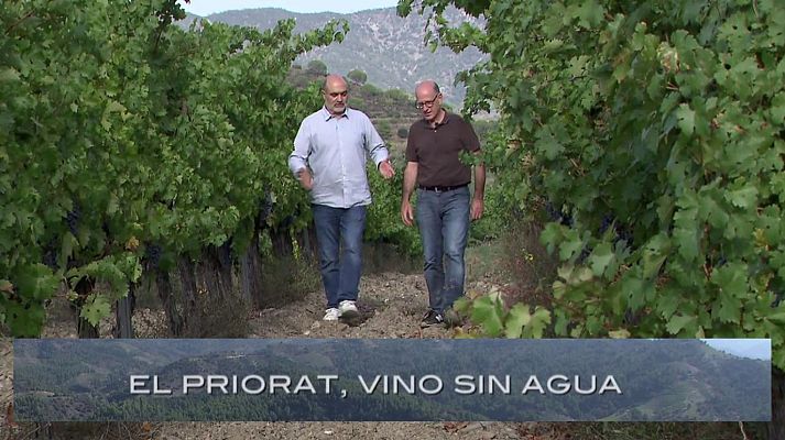 El escarabajo verde - Priorato, vino sin agua