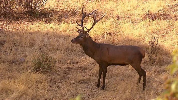 Jara y sedal - Berrea en 'La Ropera'