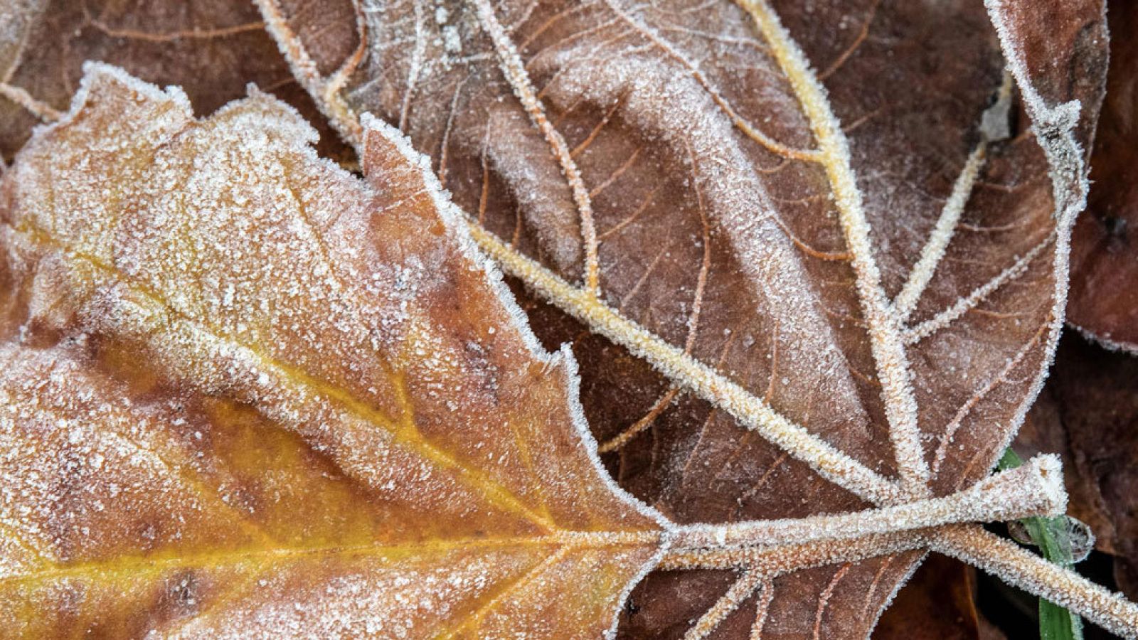 Cinco comunidades en alerta naranja por viento o fenómenos costeros