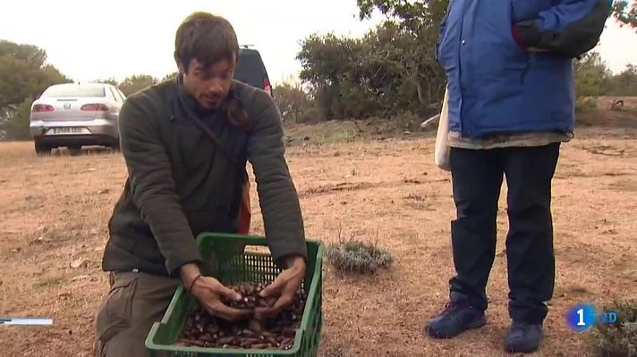 Telediario 1 - La Gran Bellotada contra el cambio climático